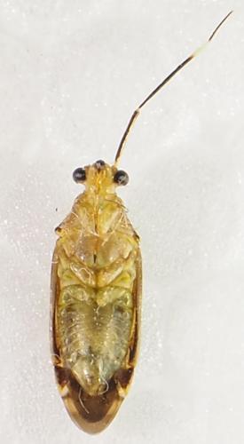 Réf. 309 801 : Piasus cribricollis